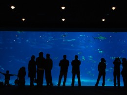 lookingintothetank